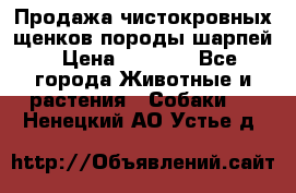 Продажа чистокровных щенков породы шарпей › Цена ­ 8 000 - Все города Животные и растения » Собаки   . Ненецкий АО,Устье д.